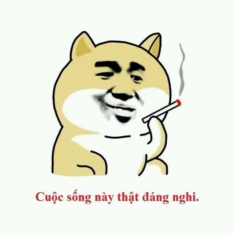 Ảnh chế khinh bỉ vui vẻ, hài hước