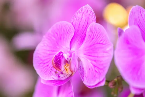 trồng lan hồ điệp đúng cách