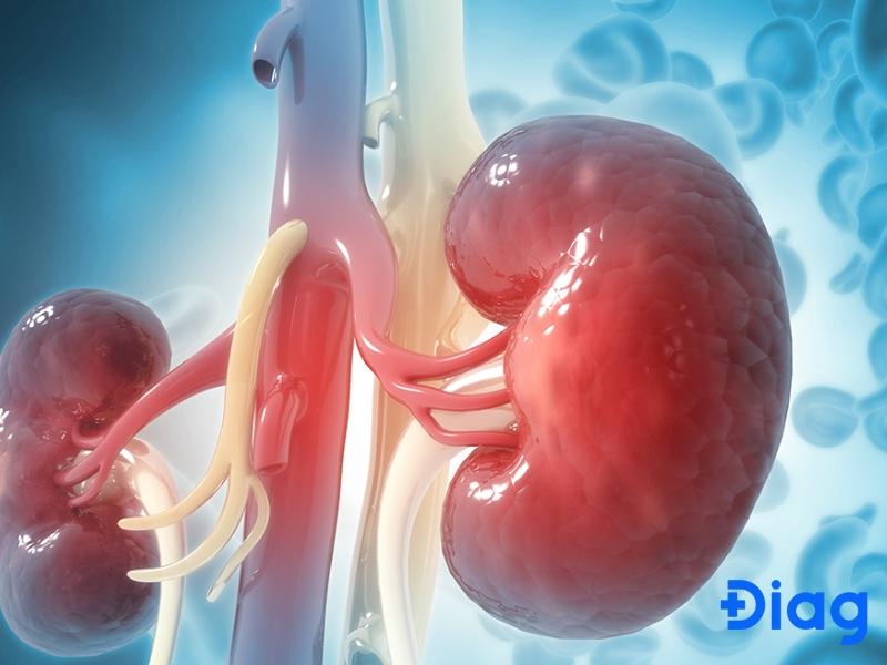 Thận âm dương lưỡng hư là sự suy giảm năng lượng âm và dương ở thận
