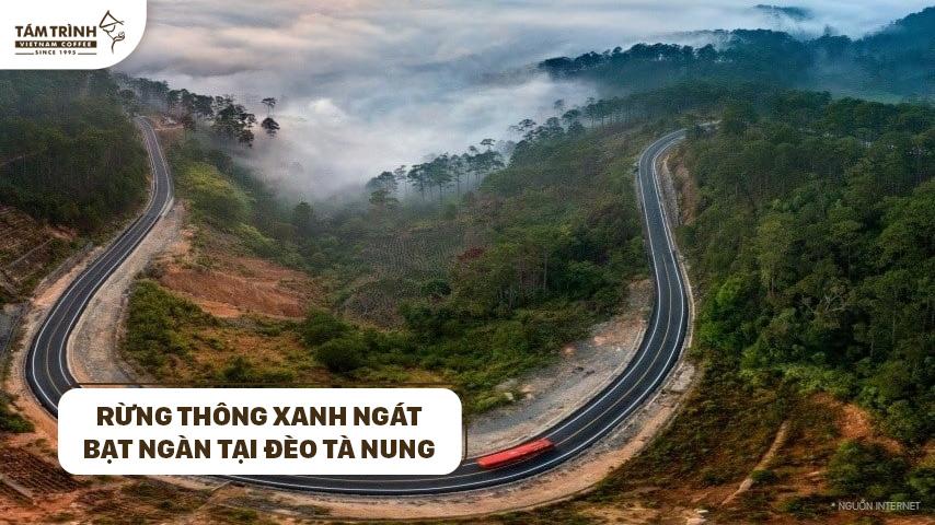 Rừng thông xanh ngát, bạt ngàn tại đèo Tà Nung